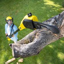 Best Tree Health Inspection  in Freeport, IL